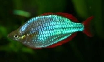 melotaenia precox2